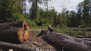 Reliable Rowland, NC Tree Care Solutions