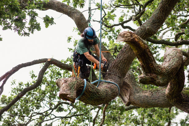 Best Fruit Tree Pruning  in Rowland, NC